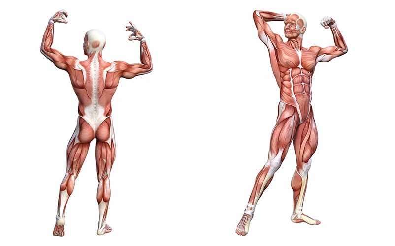 Mensch Anatomie mit 650 Muskeln