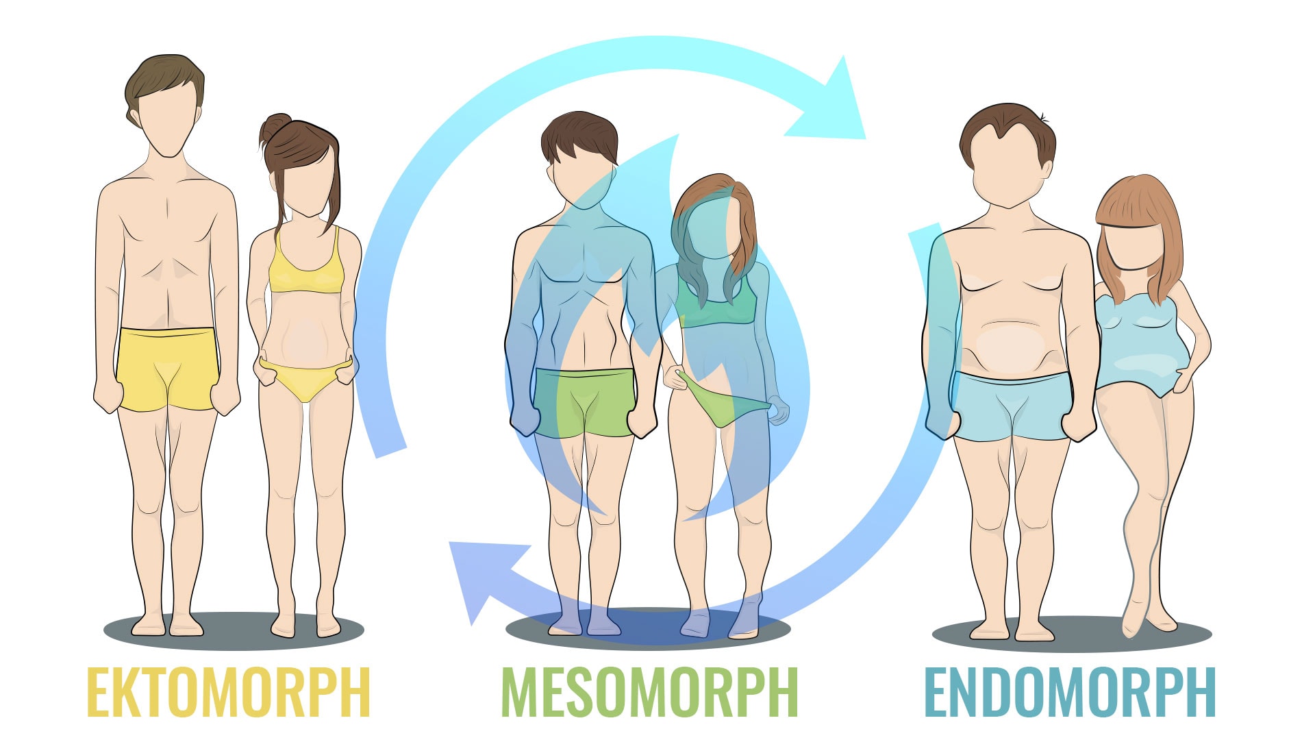 Körpertypen: Ektomorph, Mesomorph und Endomorph