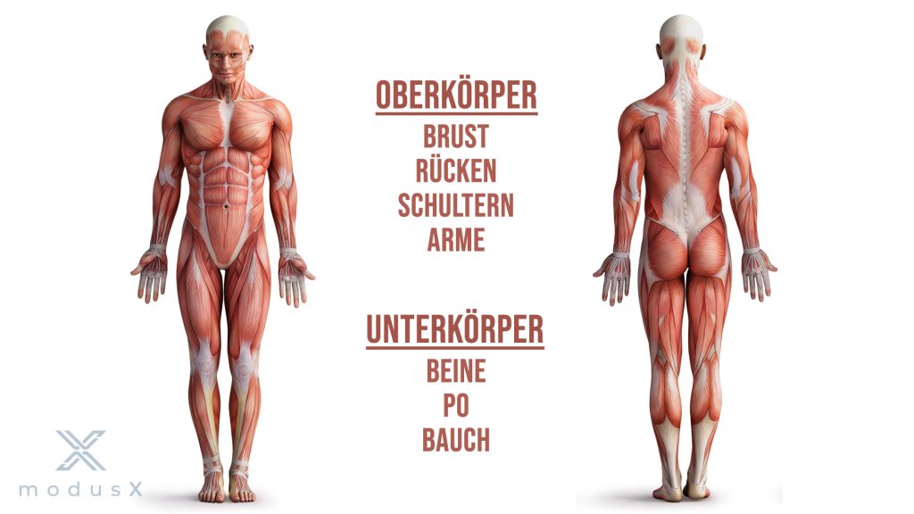 Muskelgruppen Oberkörper und Unterkörper