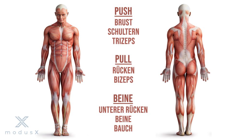 Muskelgruppen Push/Pull/Beine