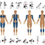 Muskelgruppen Aufteilung