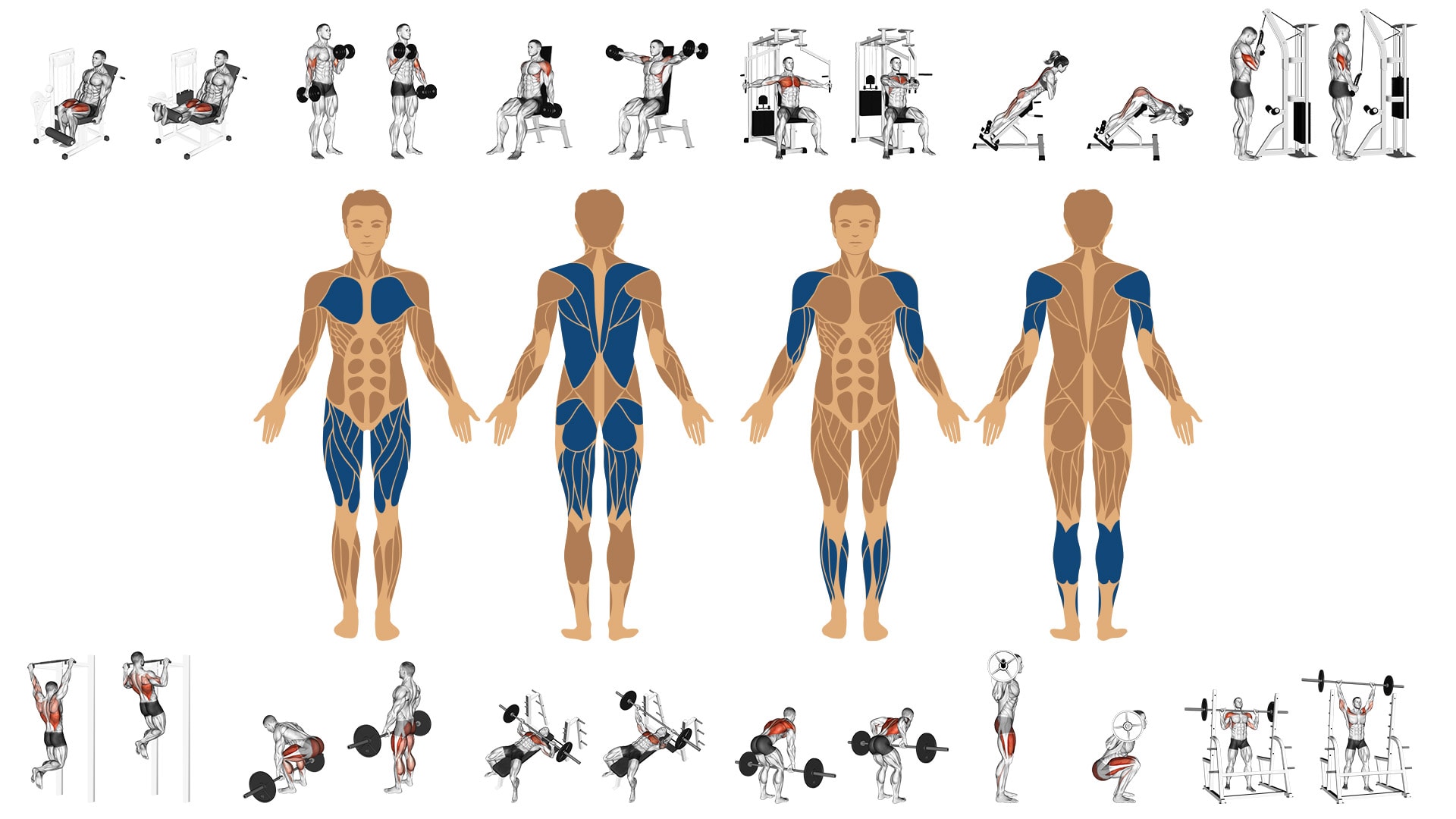 Muskelgruppen Aufteilung