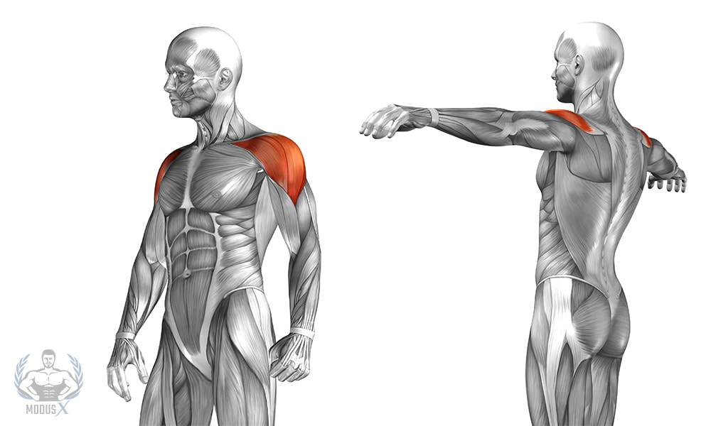 Kurzhantel Schulterdrücken Muskeln