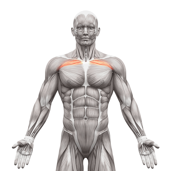 Brustmuskel trainieren frau größere brust