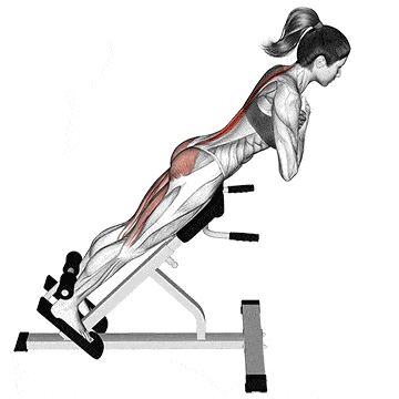 Trainingsgerät Muskel Rückentrainer Hyperextension Trainingsbank Rückenstrecker 