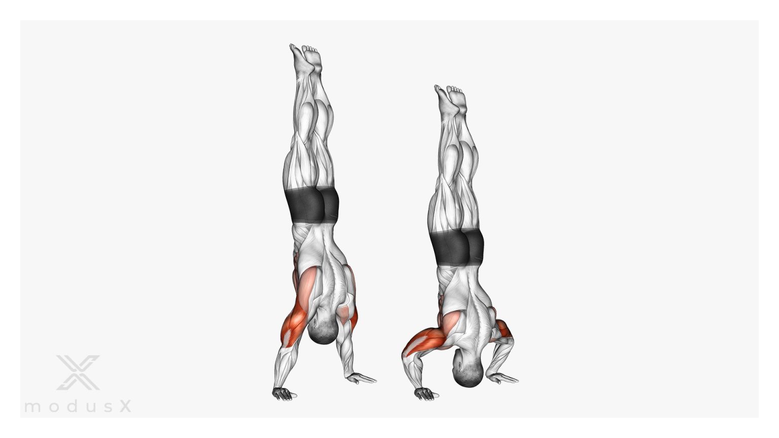 Handstand Push Ups Ausführung Muskeln Und Tipps Modusx 