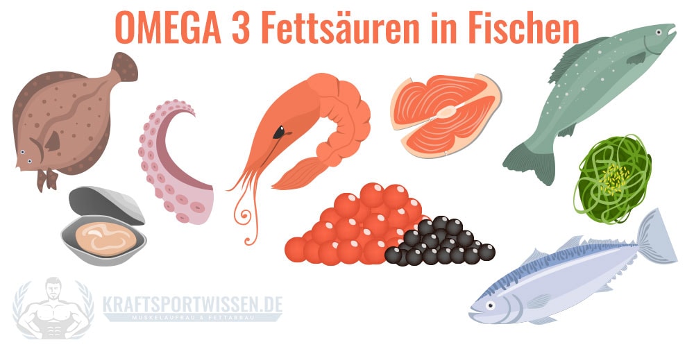 Omega 3 Fettsäuren in Fischen