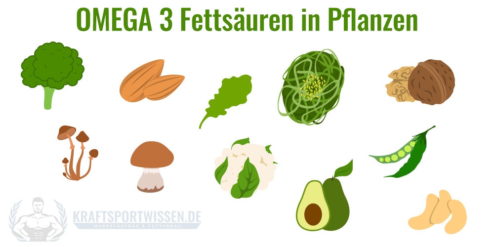 Omega 3 Fettsäuren in Pflanzen