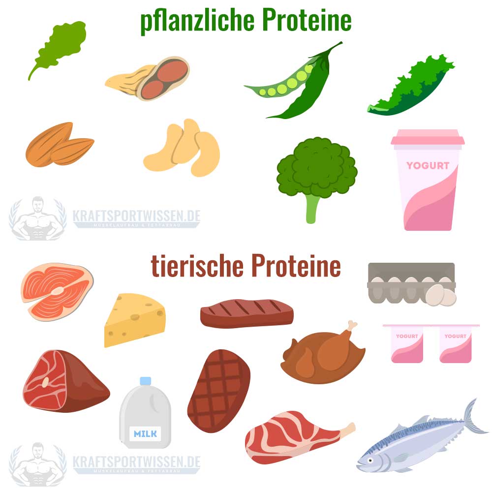 pflanzliche und tierische Proteine